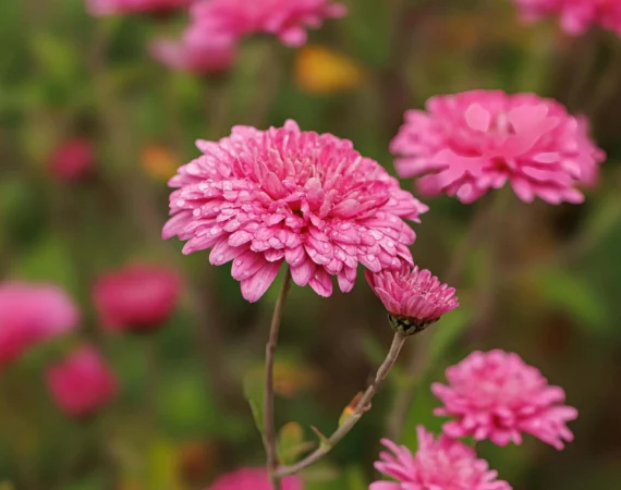 Chrysanthemum (Serunai) atau Bunga Krisan