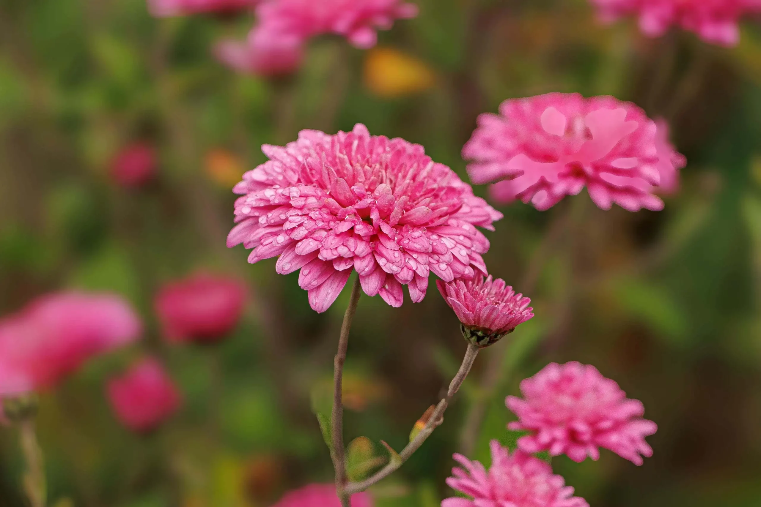 Chrysanthemum (Serunai) atau Bunga Krisan